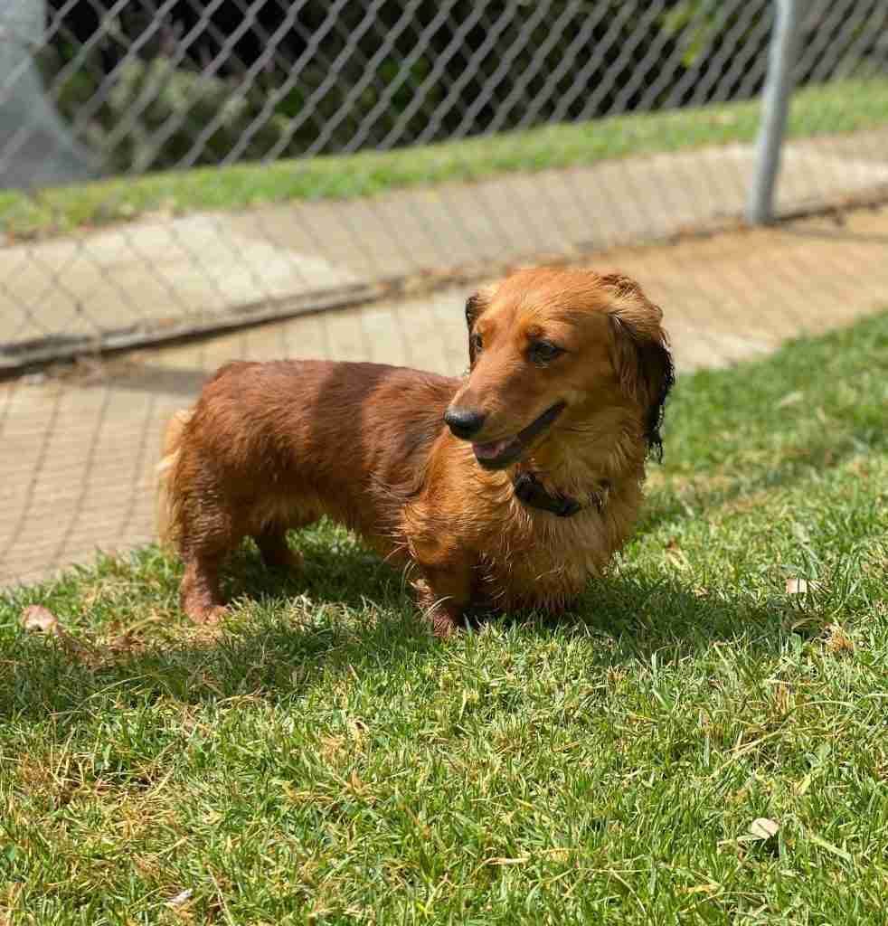 Dog Boarding in Melbourne