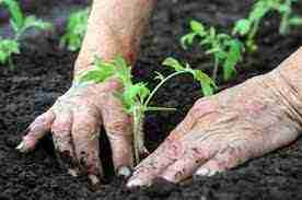 Tips To Help You Succeed With Organic Gardening