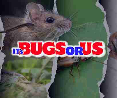 ITS BUGS OR US