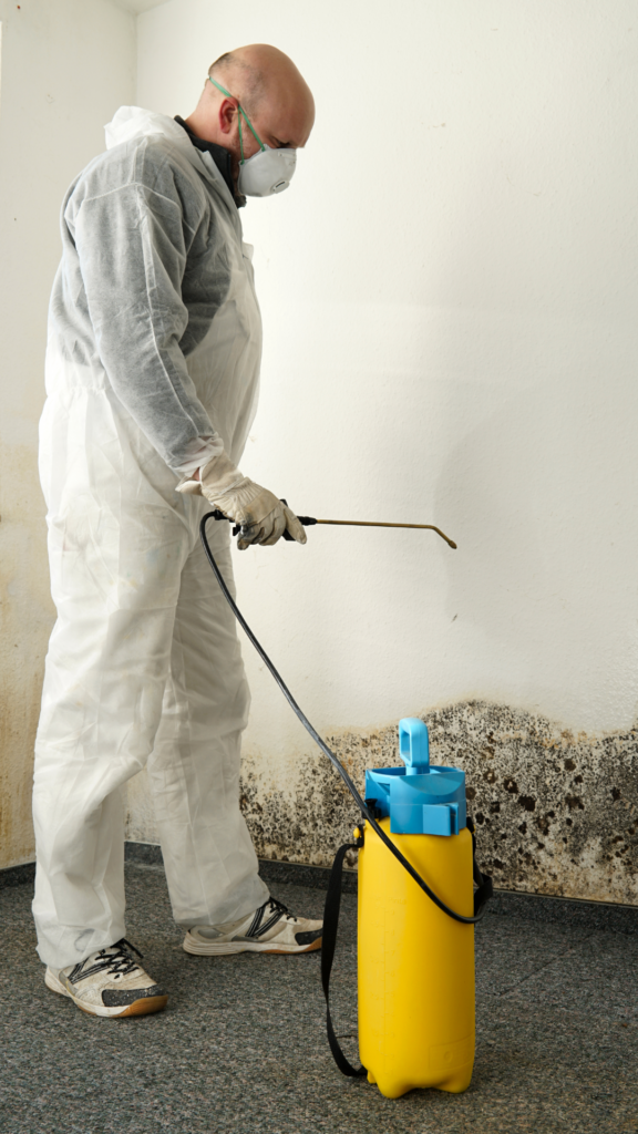 Embrace the Rainbow: Mold Removal Services for a Cleaner Home