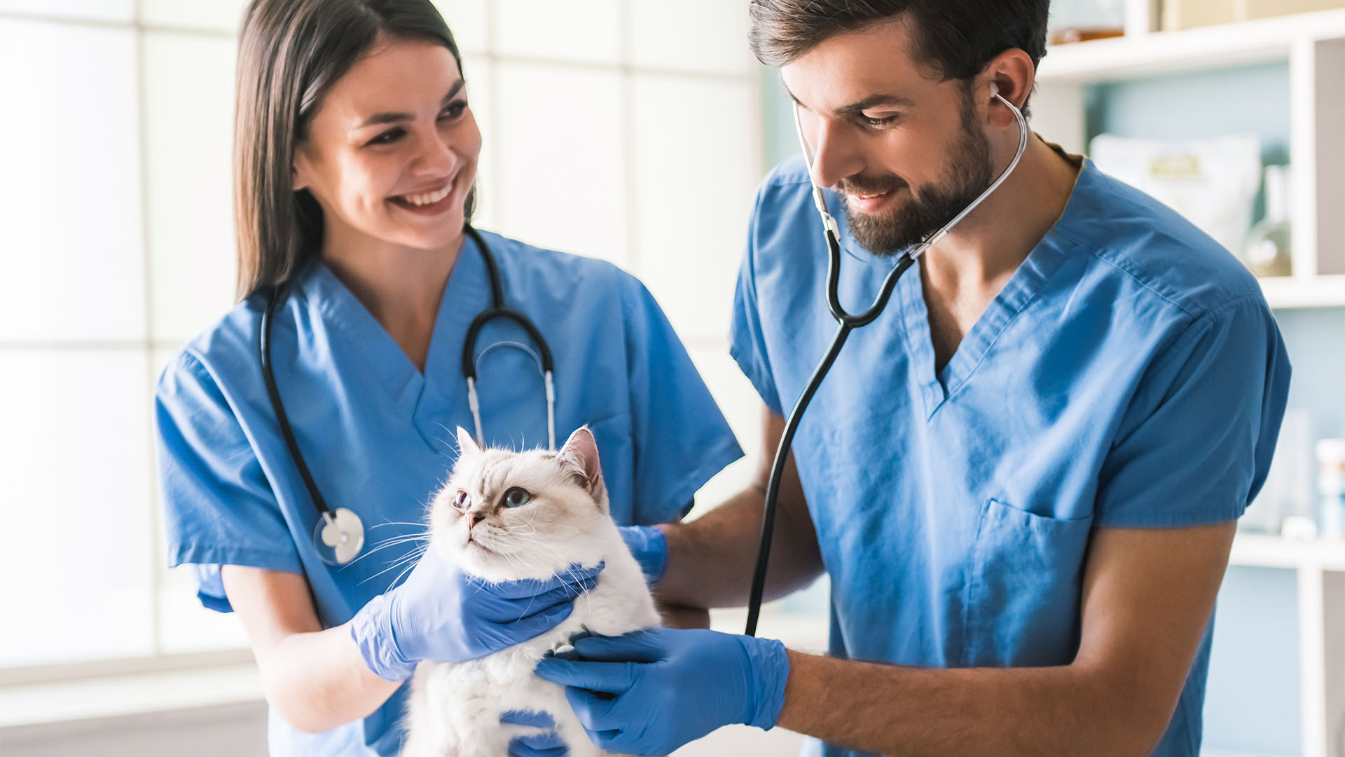 Orison Pharmaceuticals, Your Trusted Partner for Veterinary PCD Pharma in India