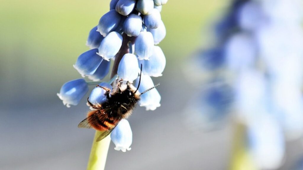 Mason Bees: The Gentle Pollinators for a Thriving Garden