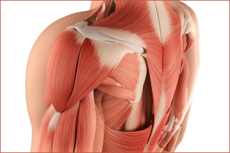 Buy Nandrodex 250 online USA for proper muscle management