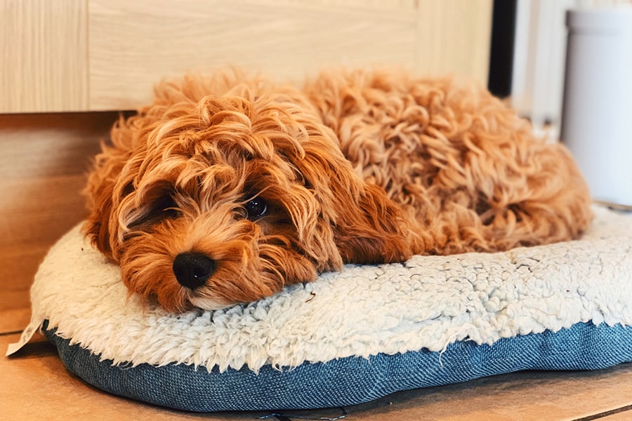 Cavapoo Puppies for Sale Is a Perfect Christmas Gift