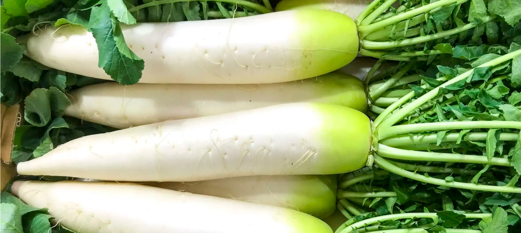 The Easy Guide To Grow White Radish