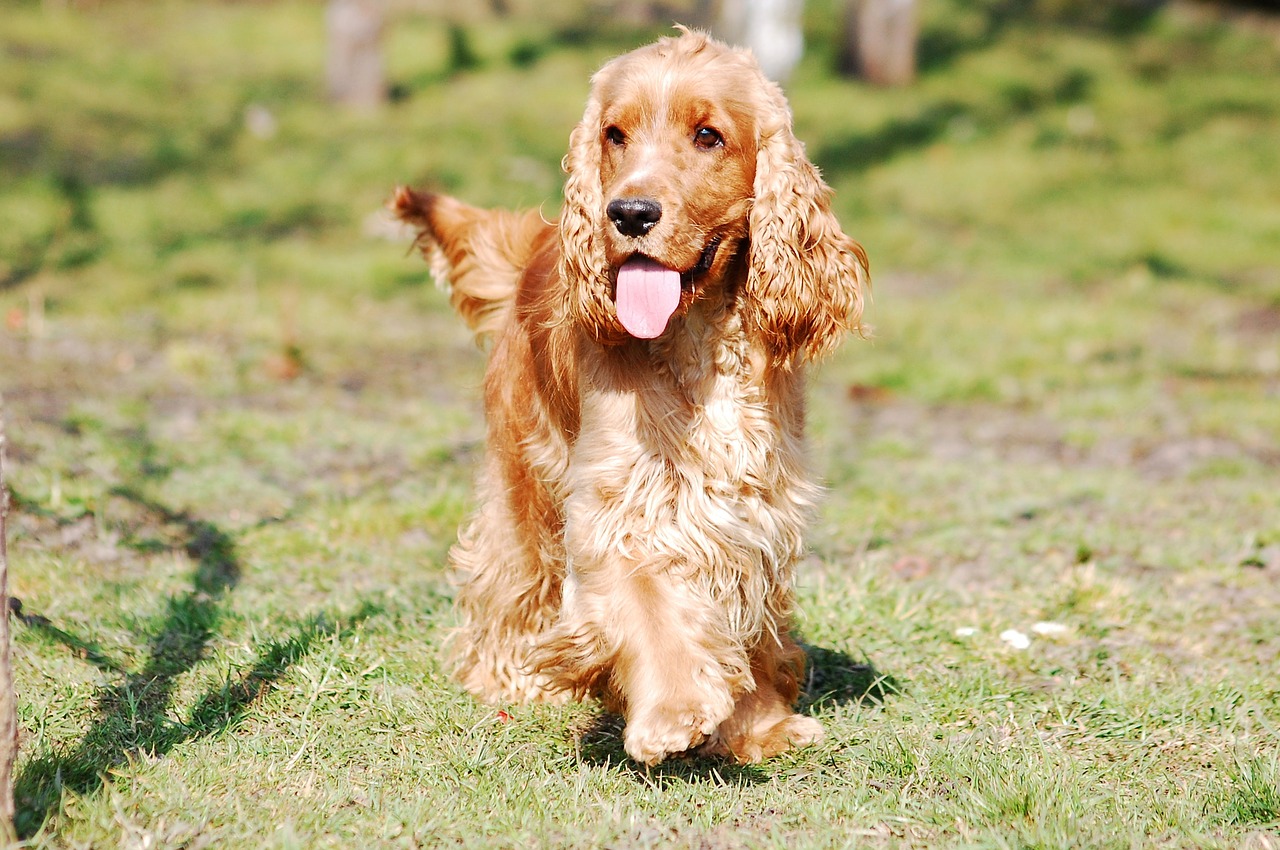 Cocker Spaniels: Are They the Right Dog for You? Cost and Responsibility in India