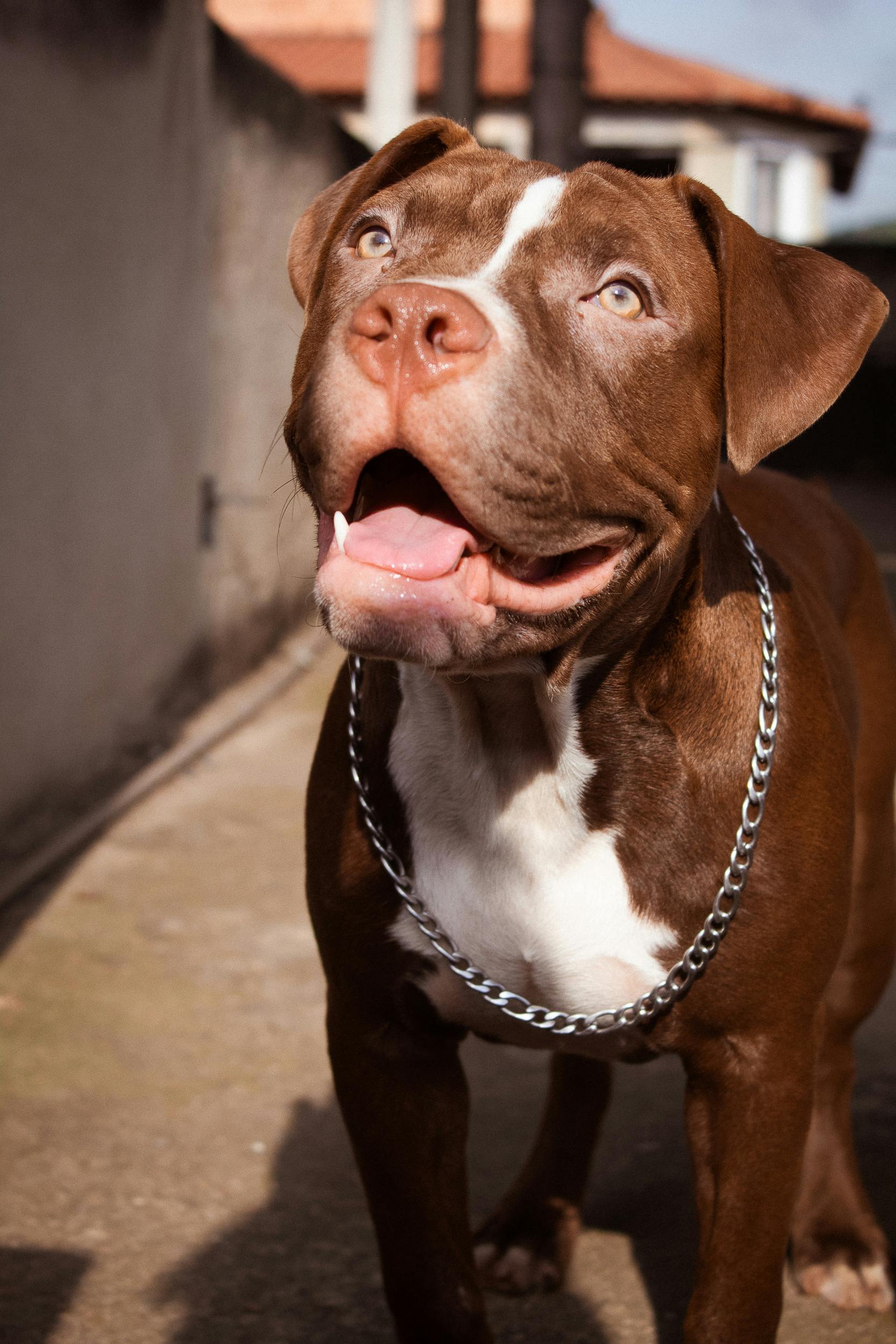Pitbulls For Sale (India): All You Need To Know
