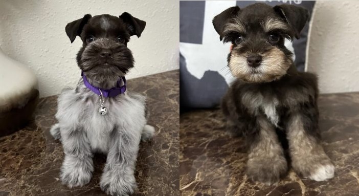 Standard Schnauzer Puppies near Me 