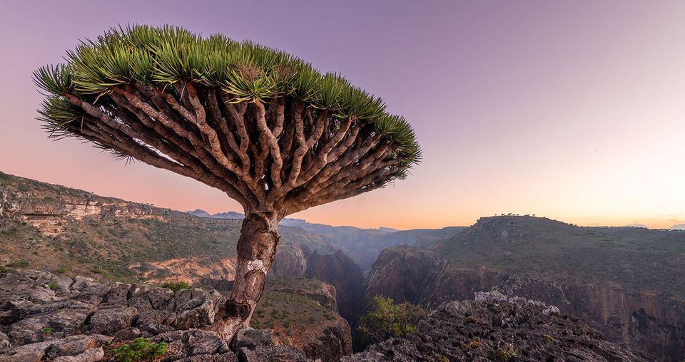 Benefits of Socotra Tour Packages