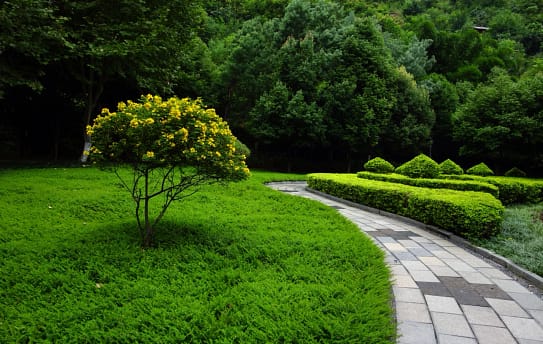 Choose the Right Plant for the Right Place in Your Landscape