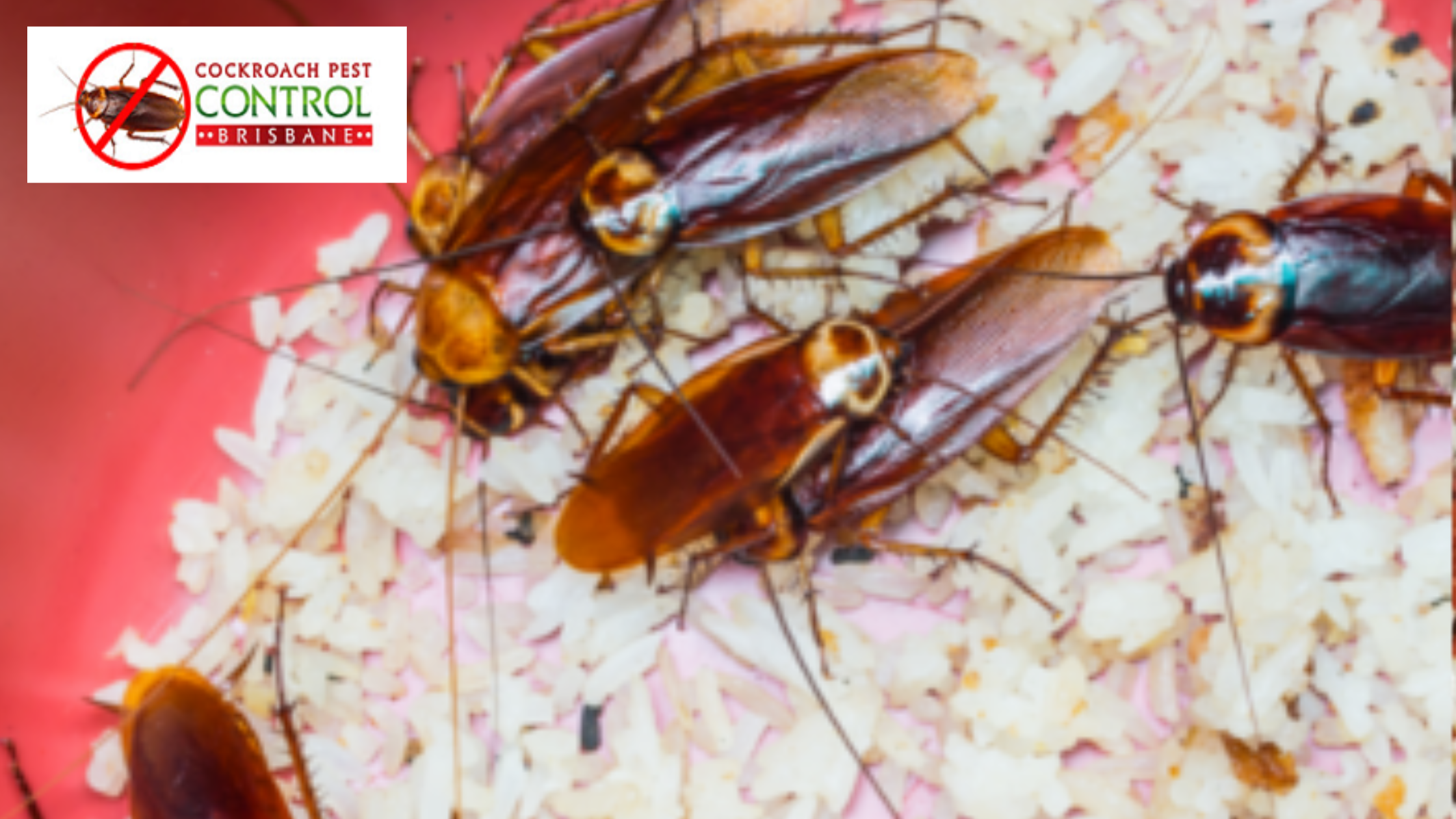 Cockroach Infestation After Home Renovation? Here’s How to Tackle It