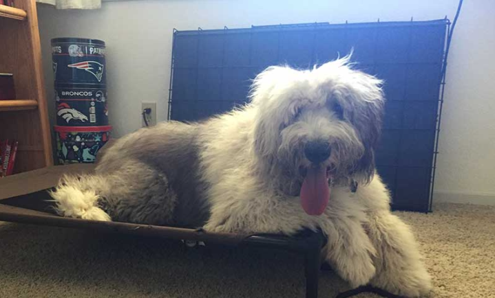 Dog Board and Train Program: What Really Happens Behind the