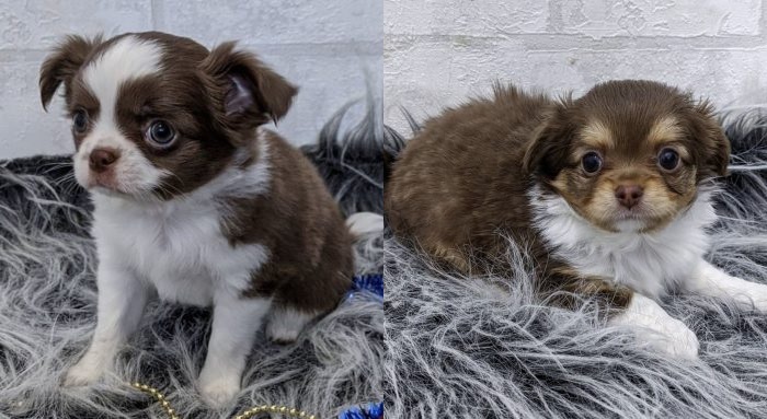 How Chihuahua Puppies For Sale Can Be Good Friend Of You?