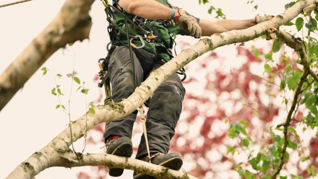 Why Regular Palm Trimming Is Essential for Storm Safety