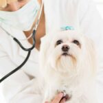 Recognizing the Signs of Heart Failure in Pets: Insights from Animal Cardiology Experts