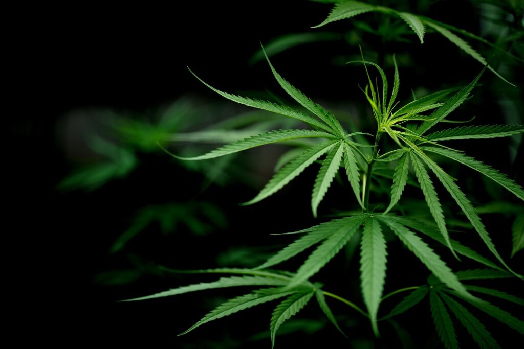 Medical Marijuana: Myth vs. Fact in the Treatment of Illness