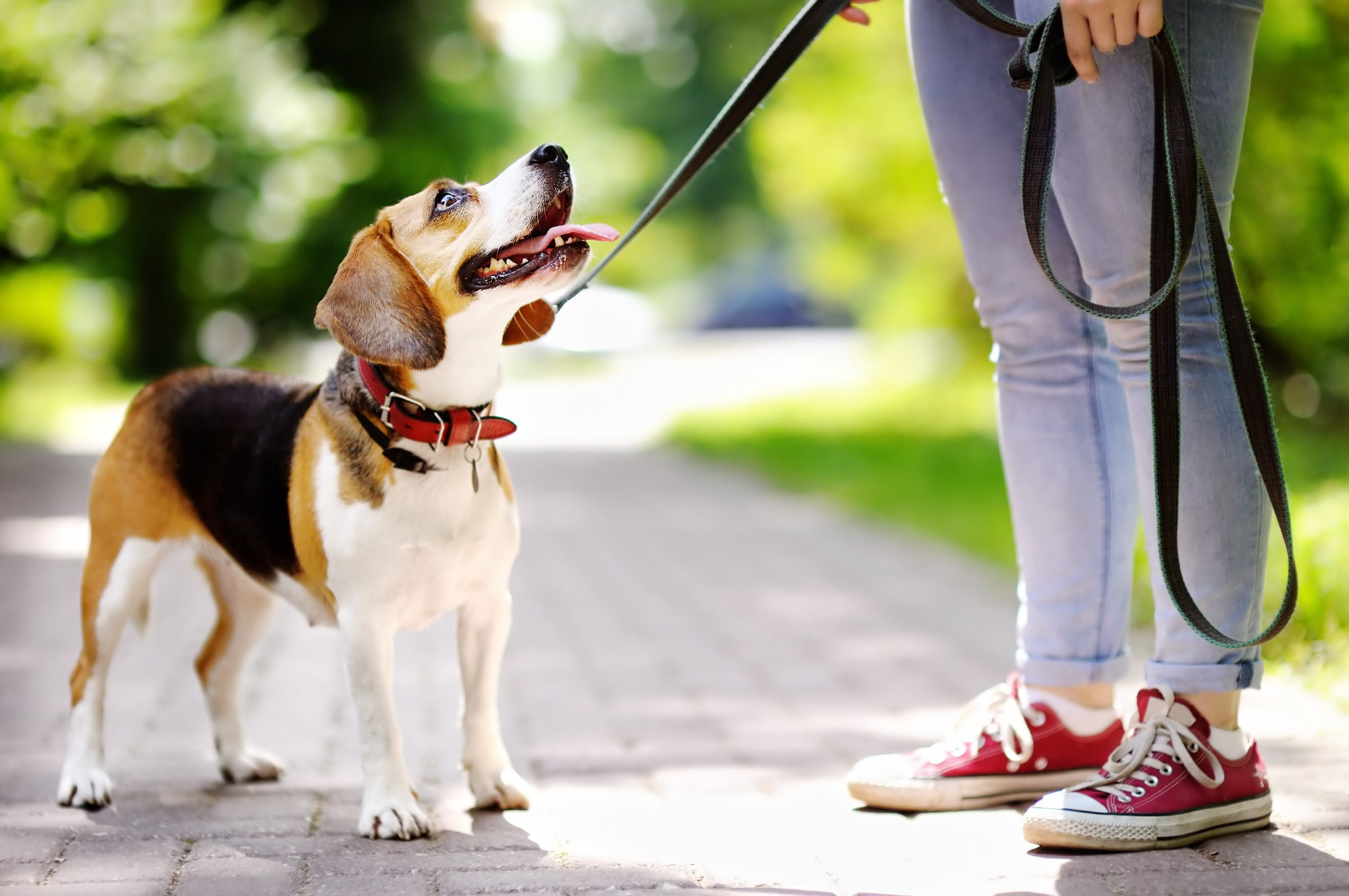 Top 5 Essential Dog Training Equipment for Active Dogs