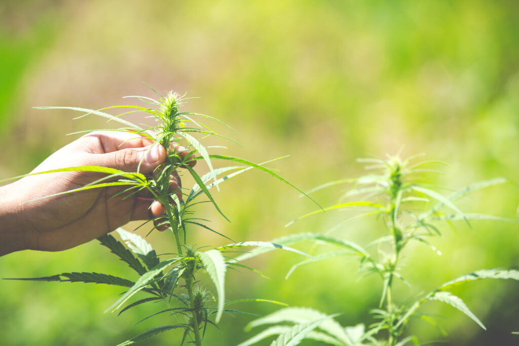 Giant Milkweed for Sale: Why You Should Consider Adding It to Your Garden