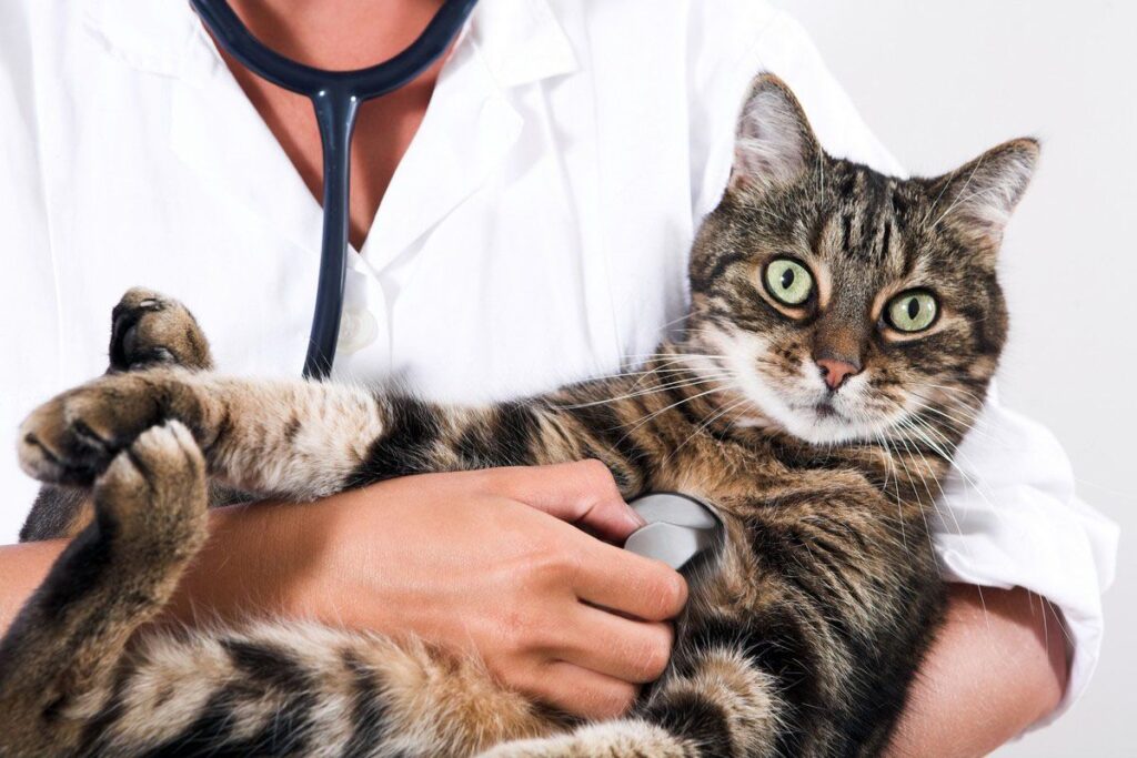 Top Signs Your Pet Would Benefit from In-Home Pet Care Services in Topeka, KS