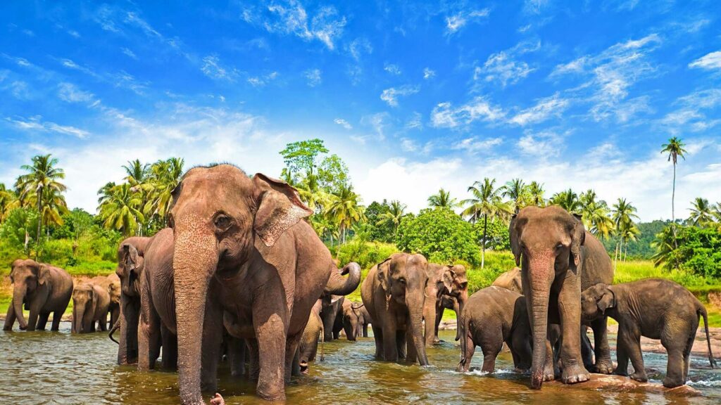 Best Cheap Holidays to Sri Lanka & Exciting Turkey Holidays 2025