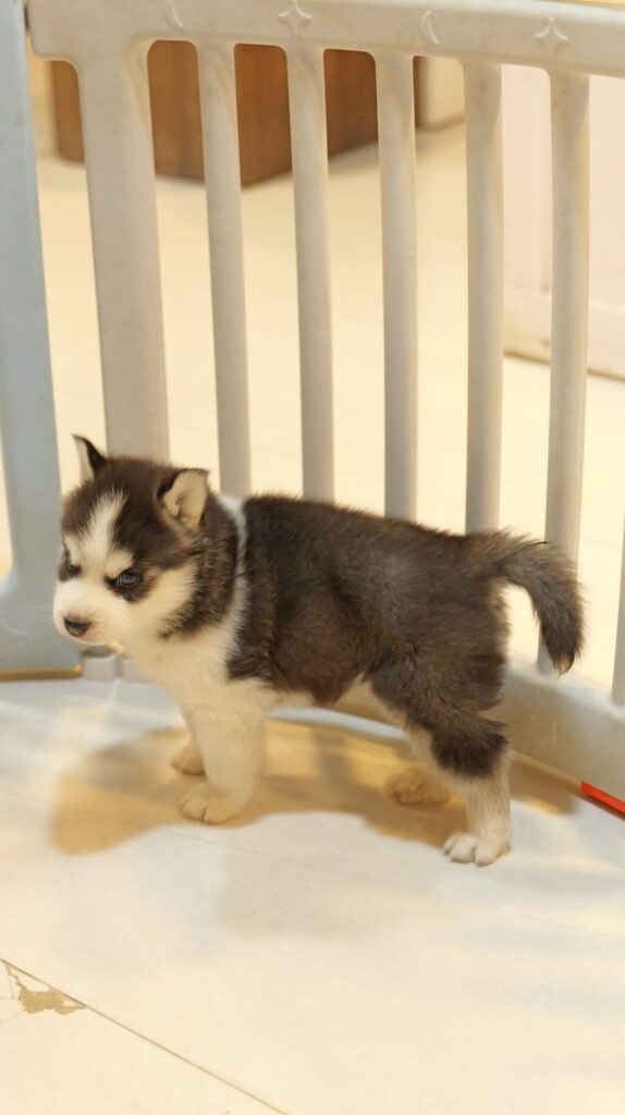 Husky Dog Price – True Costs, Hidden Expenses, & Must-Know Adoption Tips
