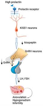 Ovulation & Testosterone: Hormonal Regulation Explained