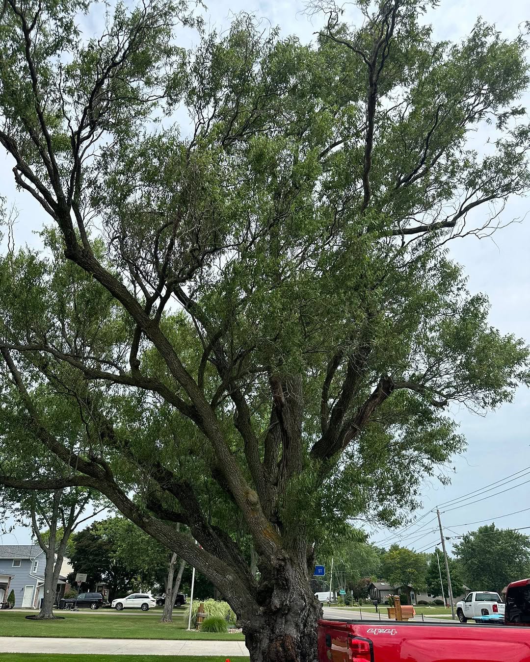 Tree Trimming Henrietta, NY: What Months are Best for Tree Trimming?