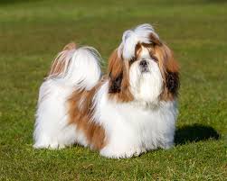Shih Tzu Puppies Price in Kolkata: A Comprehensive Guide