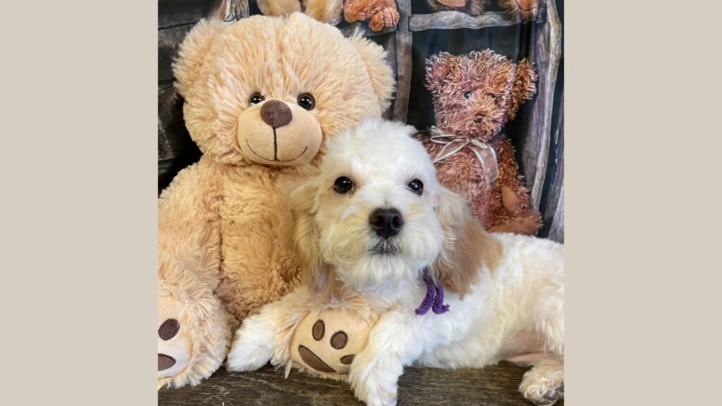 What’s the Best Food for My Doodle Puppy?