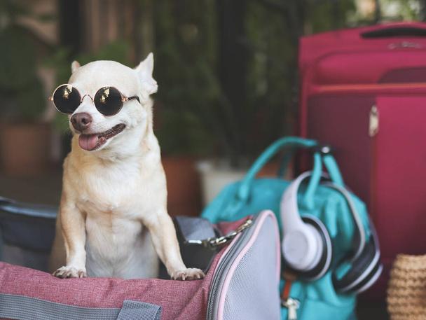 The Best Little Dog Carrier for Travel and Comfort