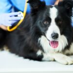 How a Vet Chiropractor in Topeka, KS Can Improve Your Pet’s Mobility