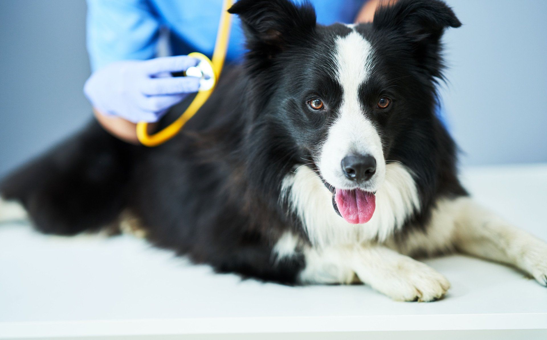 How a Vet Chiropractor in Topeka, KS Can Improve Your Pet’s Mobility