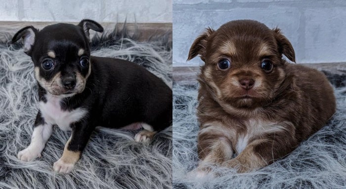 Why Chihuahua puppies for sale are so famous nowadays  