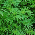 Unveiling the Best of DC’s Cannabis Scene at Teez DC