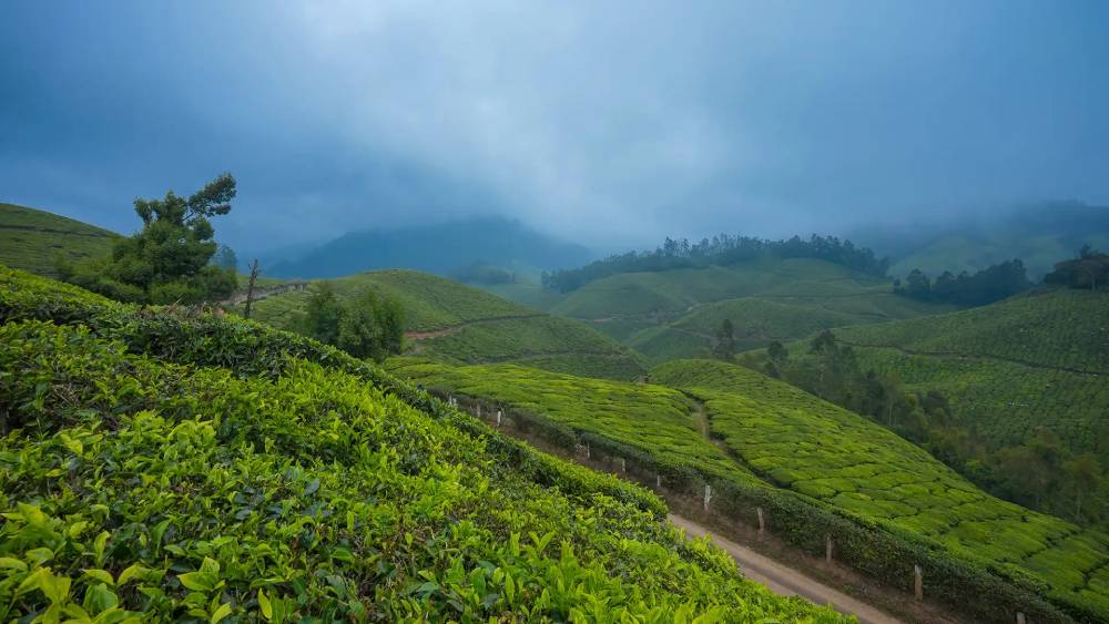 Top-Rated Munnar Tour Package Deals for Nature Lovers