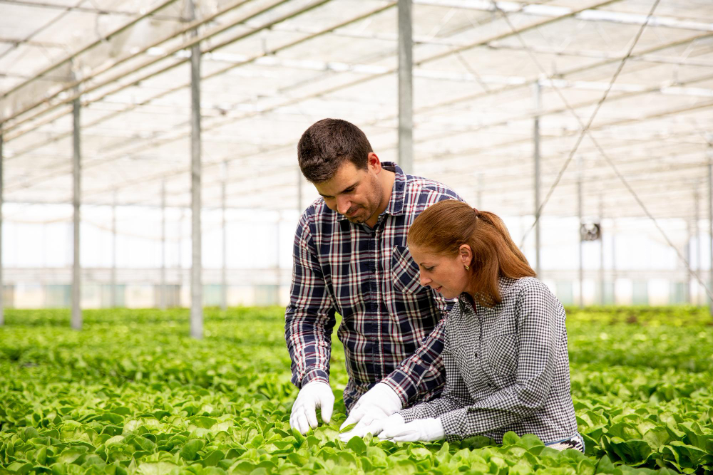 Pacific Greenhouse for Sale to Boost Your Harvest