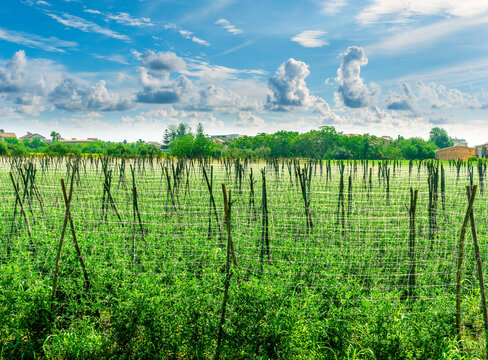 Explore 10 Acre Agricultural Plots in Faisalabad