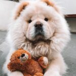 Chow Chow Dog Price in Delhi: Complete Guide 2025