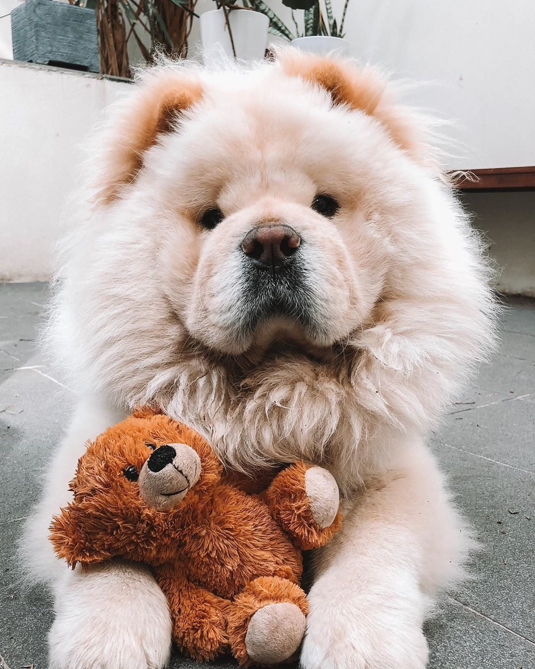 Chow Chow Dog Price in Delhi: Complete Guide 2025