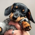Dachshund Dog Price in Delhi – What You Need to Know