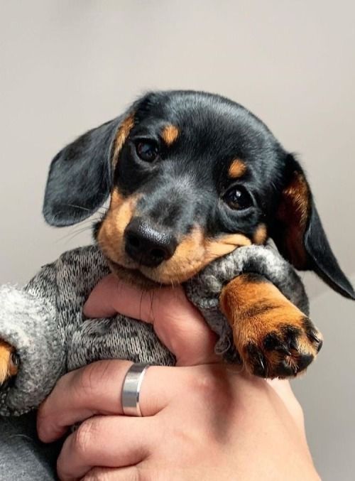 Dachshund Dog Price in Delhi – What You Need to Know