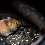 How Long Can Mice Live Under Floorboards?