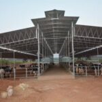 How Dairy Farm Sheds Improve Cattle Health and Productivity