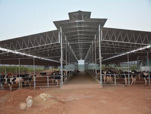How Dairy Farm Sheds Improve Cattle Health and Productivity