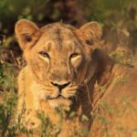 Senior Citizen Travel Guide to Gir National Park