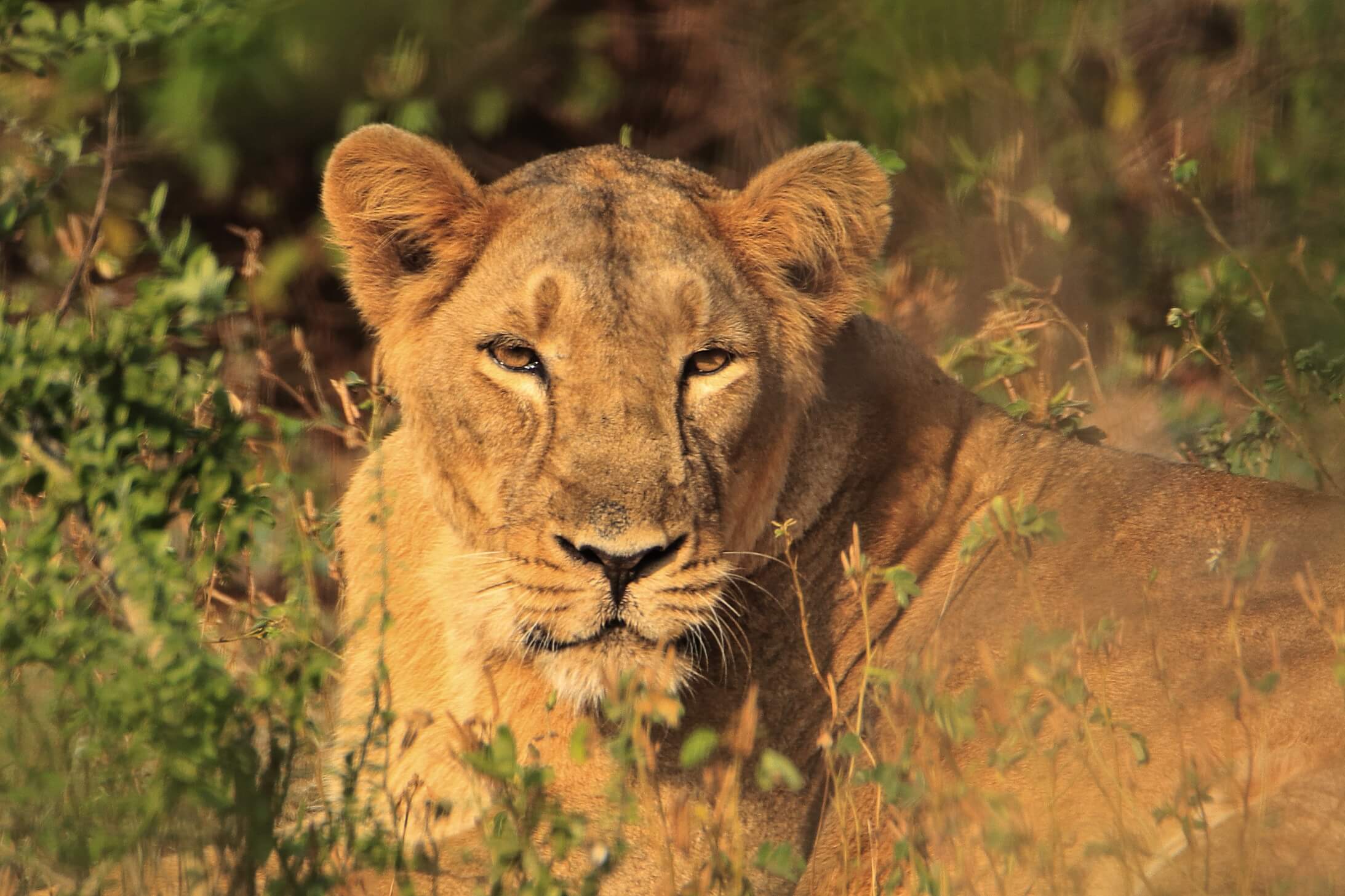 Senior Citizen Travel Guide to Gir National Park