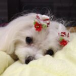  Maltese Dog Price in Delhi 