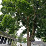 Hidden Dangers in Your Backyard: Common Parasitic Plants That Should Be Removed from Trees