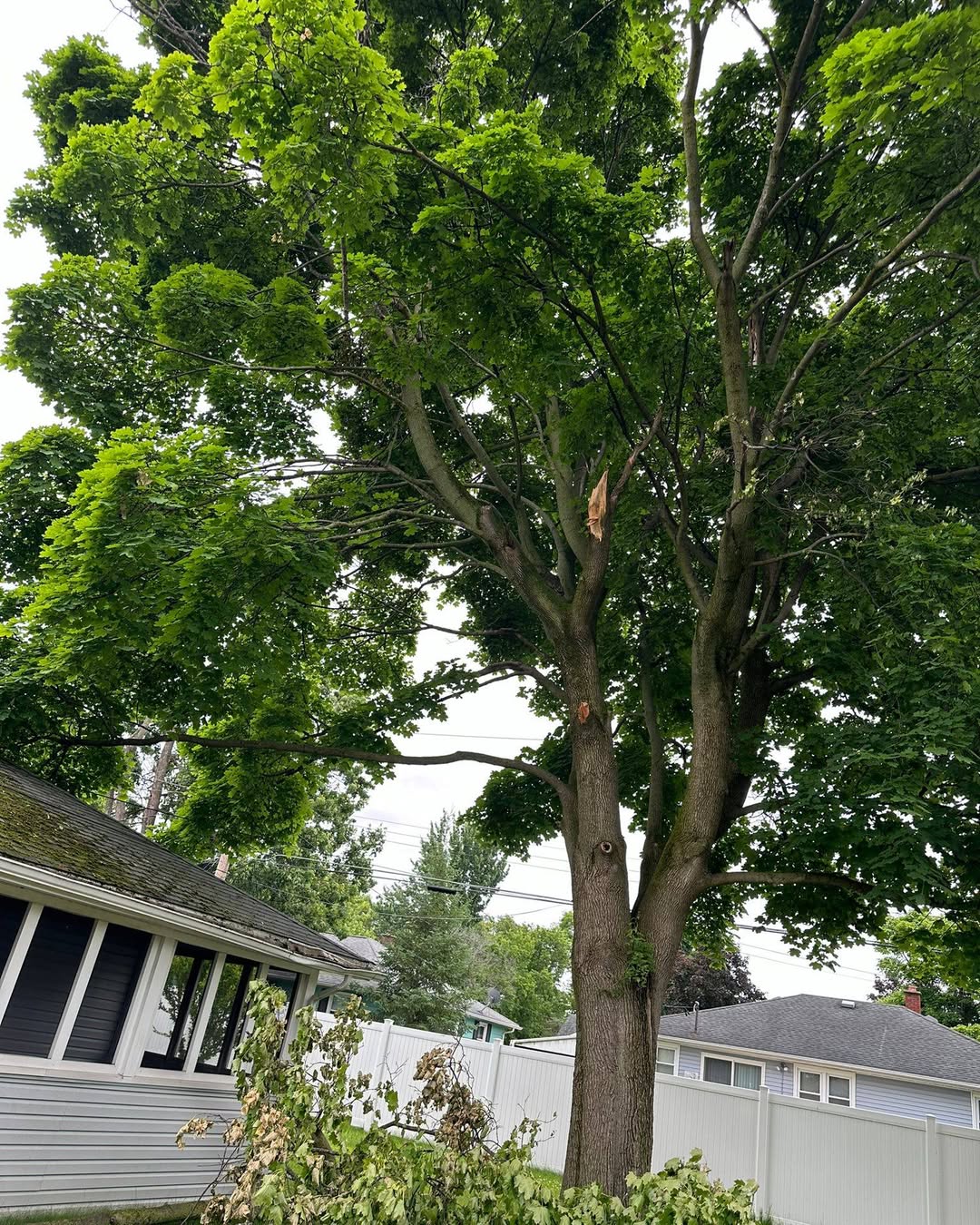 Hidden Dangers in Your Backyard: Common Parasitic Plants That Should Be Removed from Trees