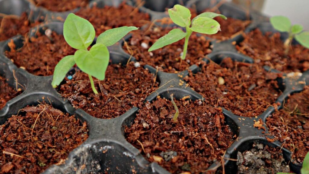 What Are the Benefits of Using Premium Coir in Cannabis Hydroponics?